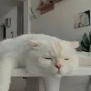 𝚂𝚞𝚐𝚊𝚛 𝚌𝚊𝚝𝚜