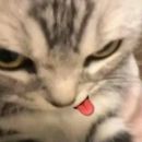 𝕷𝖔𝖚𝖖𝖚𝖎𝖓𝖍𝖔𝖘