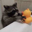 𝕷𝖔𝖔𝖕 𝖉𝖊 𝖋𝖎𝖌𝖚𝖗𝖎𝖓𝖍𝖆𝖘 🎡🎈