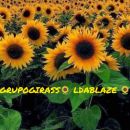 GRUPOGIRASS🌻LDABLAZE🌻🤑