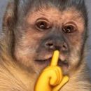 • F I G U R I N H A S •