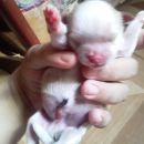 Rifa 5,00 shitzu macho