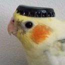 ⚡𝑪𝒉𝒂𝒕-𝒁𝒖𝒓𝒑𝒉𝒚⚡