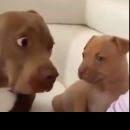 Pão com mortadela 3.1