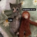 Amiguinhos da Lala 𖹭