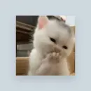 「🪷」Բiguʀiɳɦɑ┋ꕥ