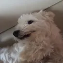 𝑂𝑟𝑑𝑎 𝑑𝑜𝑠 𝑚𝑎𝑖𝑜𝑟𝑎𝑖𝑠