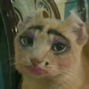 República das gatas 🤍