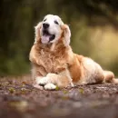 30 receitas saudáveis para pets 🐶❤️🔗