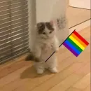 Rainbow Day ✨🏳️‍🌈