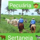 Pecuária Sertaneja