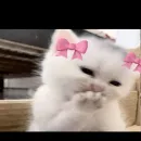 AMIZADES/FOFOCAS💞