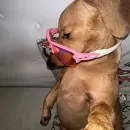 𝐎𝐒 𝐀𝐏𝐎𝐂𝐀𝐋𝐈𝐏𝐓𝐈𝐂𝐎𝐒 🫦💅🏻