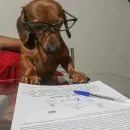 𝕺𝖘 𝕮𝖑𝖆𝖓𝖉𝖊𝖘𝖙𝖎𝖓𝖔𝖘