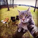 Apenas um grupo normal