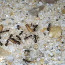 Grupo de criadores de formigas