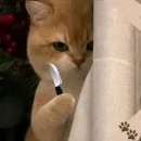 ＦＩＧＵＲＩＮＨＡＳ 2.0