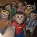 Grupo de WhatsApp Hospício sem parede