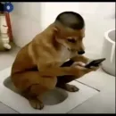 Grupo de WhatsApp Loucura na net