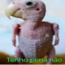 Grupo de WhatsApp Apotheosis
